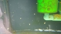 Daphnia magna starter culture £3 (£6.80 posted) Coalville
