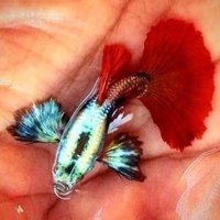 Dumbo guppys for sale