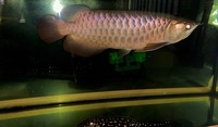 CHEAP F2 PURE BRED BUKIT MERAH MALAYSIAN GOLDEN BLUE BASE CROSS-BACK ASIAN AROWANA (BBXB) VERY RARE 35-40CM