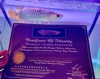 CHEAP F2 PURE BRED BUKIT MERAH MALAYSIAN GOLDEN BLUE BASE CROSS-BACK ASIAN AROWANA (BBXB) VERY RARE 35-40CM