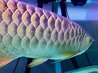 CHEAP F2 PURE BRED BUKIT MERAH MALAYSIAN GOLDEN BLUE BASE CROSS-BACK ASIAN AROWANA (BBXB) VERY RARE 35-40CM