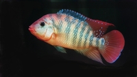 Male female festae pair