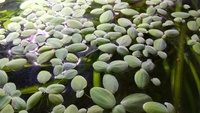 Water Lettuce – Pistia stratiotes (20 plantlets) for £3 (£.6.80 posted) Coalville