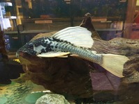 STUNNING PLEC