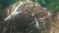 Snowball Shrimp £2 each or 6 for £10 Coalville