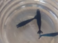 BLUE VELVET SHRIMP ( Neocaridina davidi var Blue)