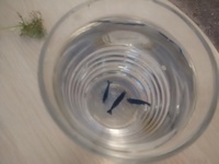 BLUE VELVET SHRIMP ( Neocaridina davidi var Blue)