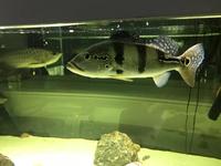 Pair of peacock bass