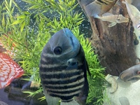 XL Blue Severums x2 - £40