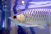 CHEAP F2 PURE BRED BUKIT MERAH MALAYSIAN GOLDEN BLUE BASE CROSS-BACK ASIAN AROWANA (BBXB) VERY RARE 35-40CM