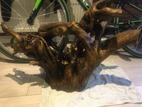 Large bogwood root