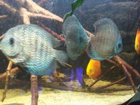 Trio of snake skin discus.