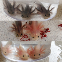 Axolotl babies -melonoid and leustic