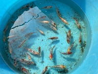 CHILTON AQUATICS. WE ARE THE AQUATIC SPECIALISTS. LARGEST RANGE OF FISH AND AQUATIC GOODS IN THE NORTH OF ENGLAND. BEST QUALITY AND BEST PRICES