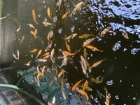 CHILTON AQUATICS. WE ARE THE AQUATIC SPECIALISTS. LARGEST RANGE OF FISH AND AQUATIC GOODS IN THE NORTH OF ENGLAND. BEST QUALITY AND BEST PRICES