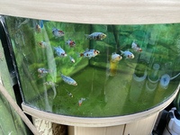 CHILTON AQUATICS. WE ARE THE AQUATIC SPECIALISTS. LARGEST RANGE OF FISH AND AQUATIC GOODS IN THE NORTH OF ENGLAND. BEST QUALITY AND BEST PRICES