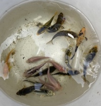 CHILTON AQUATICS. WE ARE THE AQUATIC SPECIALISTS. LARGEST RANGE OF FISH AND AQUATIC GOODS IN THE NORTH OF ENGLAND. BEST QUALITY AND BEST PRICES