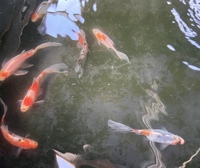 CHILTON AQUATICS. WE ARE THE AQUATIC SPECIALISTS. LARGEST RANGE OF FISH AND AQUATIC GOODS IN THE NORTH OF ENGLAND. BEST QUALITY AND BEST PRICES