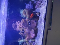 CORALS FOR SALE