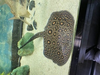 10inch Marble Motoro Ray for sale - male