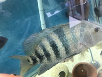LARGE MAYAN CICHLID/FISH - CHUNKY 6/7 INCHES