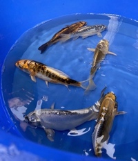 GHOST KOI 6 inches TO 7 inches OVERWINTERED AND OUTSTANDING CONDITION ONLY £8.95 EACH OR 5 FOR £40
