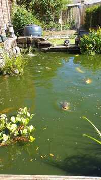 Koi and pond equipment for sale