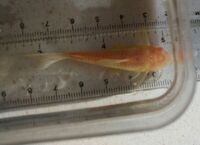Bristlenose, corydoras and shrimps