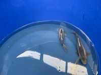 KOI. GOLDFISH.WATER LILIES AND POND PLANTS AVAILABLE