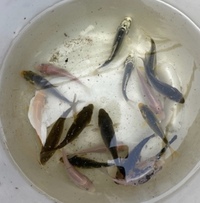 KOI. GOLDFISH.WATER LILIES AND POND PLANTS AVAILABLE