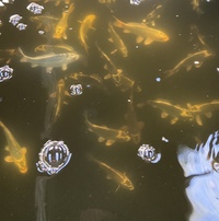 KOI. GOLDFISH.WATER LILIES AND POND PLANTS AVAILABLE