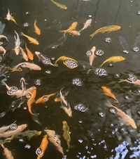 KOI. GOLDFISH.WATER LILIES AND POND PLANTS AVAILABLE