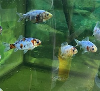 KOI. GOLDFISH.WATER LILIES AND POND PLANTS AVAILABLE