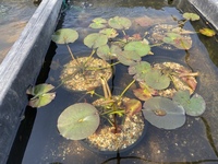KOI. GOLDFISH.WATER LILIES AND POND PLANTS AVAILABLE