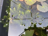 KOI. GOLDFISH.WATER LILIES AND POND PLANTS AVAILABLE