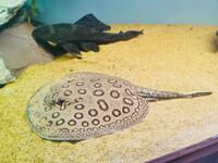 Male mini marble sting Ray