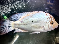 Super Red Texas Cichlid