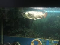 Asian arowana & redtails catfish