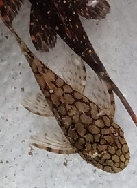 Wabenmuster Ancistrus/Bristlenose Plec/Pleco