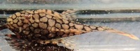 Wabenmuster Ancistrus/Bristlenose Plec/Pleco