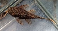 Wabenmuster Ancistrus/Bristlenose Plec/Pleco
