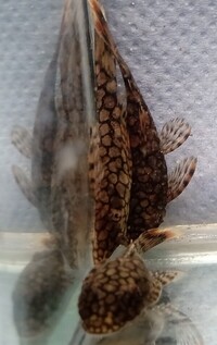 Wabenmuster Ancistrus/Bristlenose Plec/Pleco
