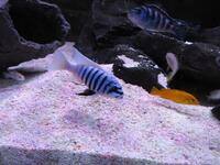 Malawi Mbuna Juvenile Cichlids Fish Sale