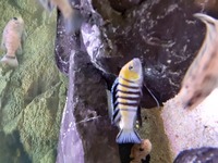 Malawi Mbuna Juvenile Cichlids Fish Sale