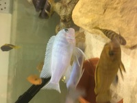 Malawi Mbuna Juvenile Cichlids Fish Sale
