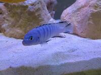 Malawi Mbuna Juvenile Cichlids Fish Sale