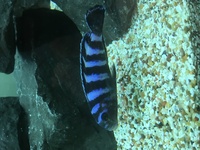 Malawi Mbuna Juvenile Cichlids Fish Sale