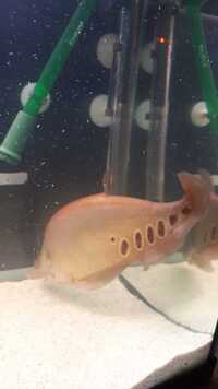 11"inch Golden Clown Knife fish