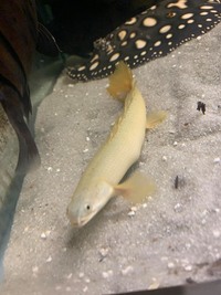 60% OFF - Longfin Bichir, Endlicheri & Lapradei Bichir