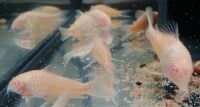 Bristlenose, corydoras and shrimps